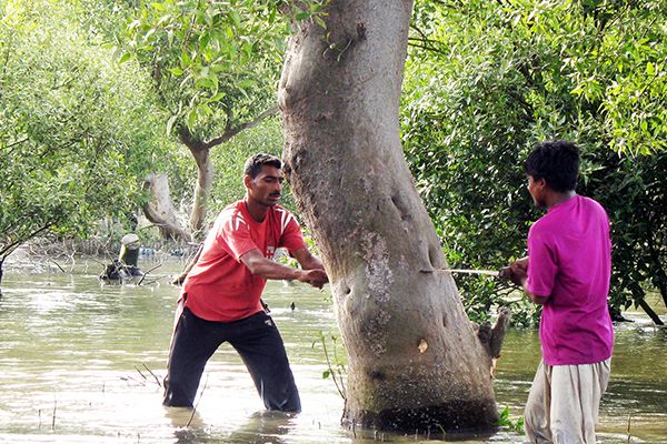 Mangroves Cut down to Make Airport Road