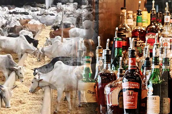 UP Increases Tax on Beer to Fund Cow Shelters