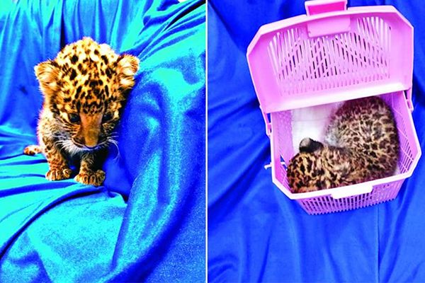 Leopard Cub Found in Passenger’s Bag at Chennai Airport