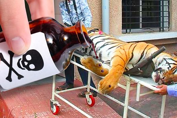 Seven Tigers Died in 12 Days