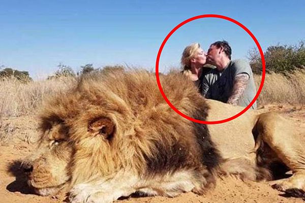Couple Shamed for Kissing Behind Dead Lion