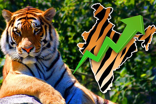 Tiger Population Increases By 33% in India