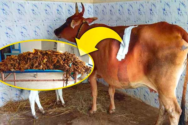 52 Kg Plastic Found in Cow’s Stomach