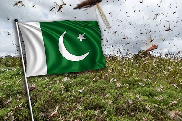 Locusts Attacks Cause National Emergency in Pakistan