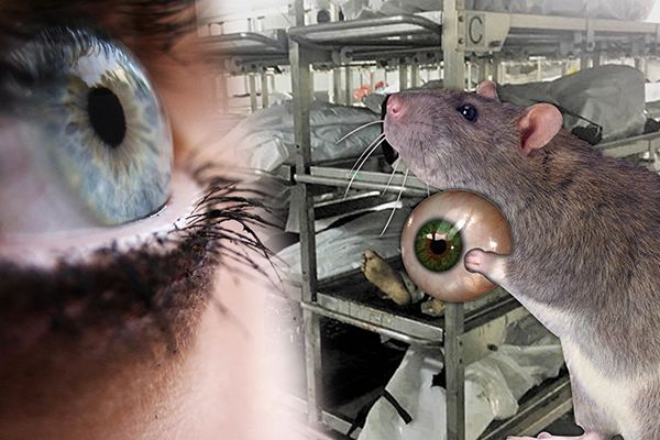 Rats Eat Human Eyes in Andhra Pradesh