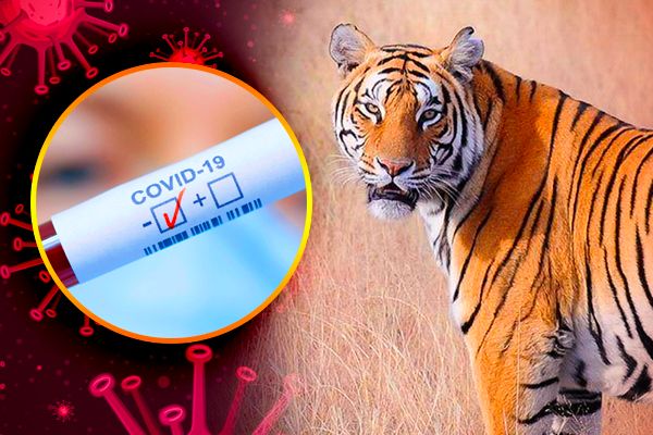 Tigers Tests Positive for COVID-19