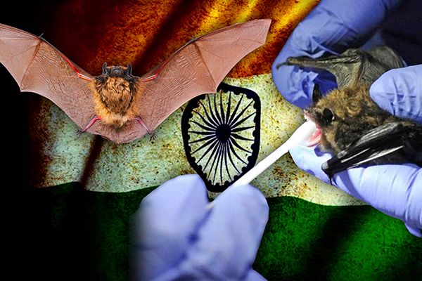 Coronaviruses Found in Two Indian Bats
