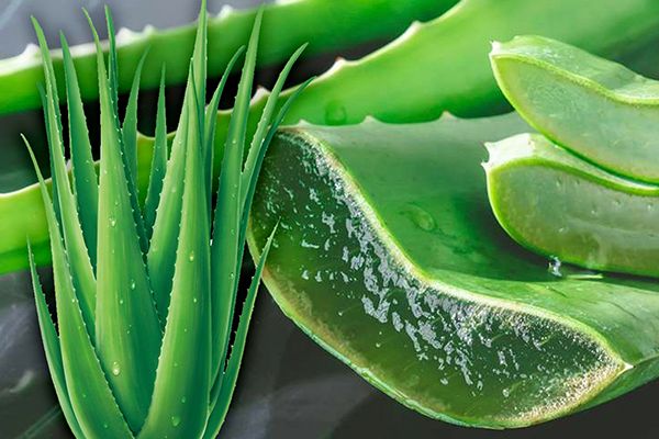 5 Amazing Uses of Aloe Vera