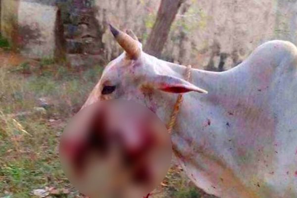 After Elephant, Cow Fed Crackers in Himachal Pradesh