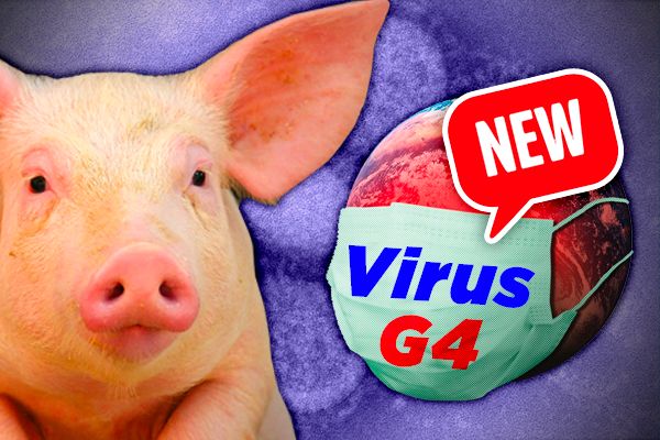Researchers Find New Swine Flu in China