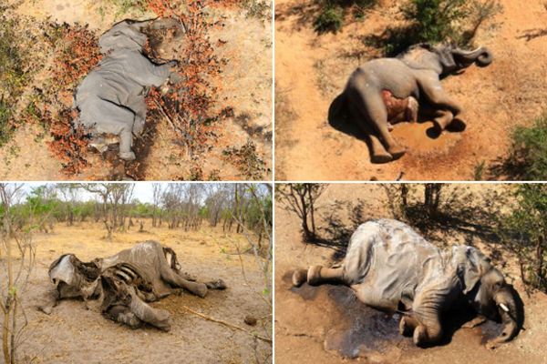 350 Elephants Die Africa, Reason Unknown