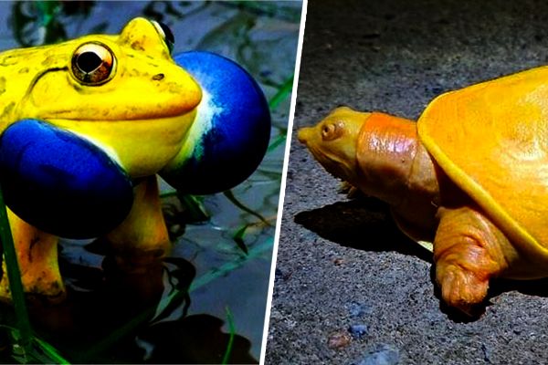 Rare Yellow Turtle Spotted in Odisha