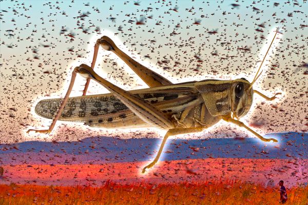 Locusts Spread to Maharashtra and Punjab