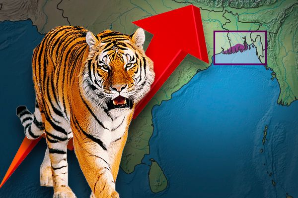 Tiger Census Begin at Sundarbans