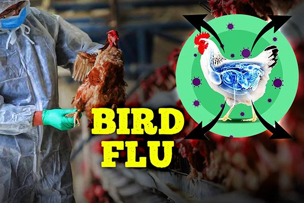 Hundreds of Birds Dead Due to Bird Flu in 5 Indian States