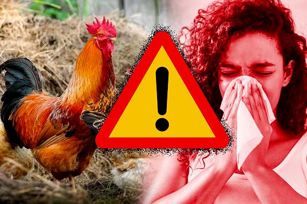 What is Bird Flu and it’s Symptoms?