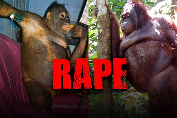 Raped Everyday Orangutan Recovers After 15 Years
