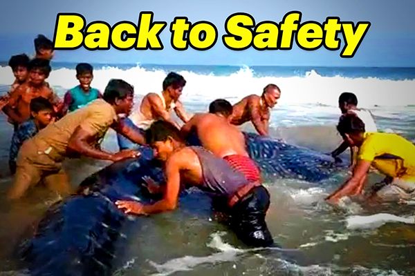 15-Feet Whale Shark Released into the Deep Sea in Odisha