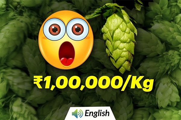 Hop Shoots : This Vegetable Costs Rs 1 Lakh/Kg