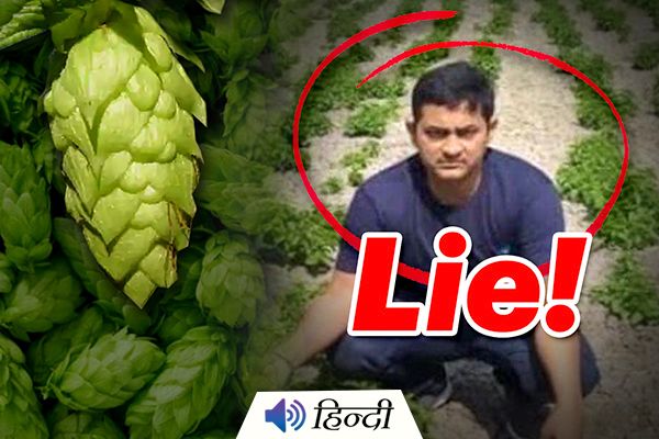 Farmer Lies About Growing Hop Shoots in Bihar