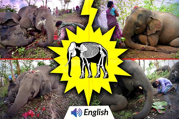 18 Wild Elephants Found Dead in Assam