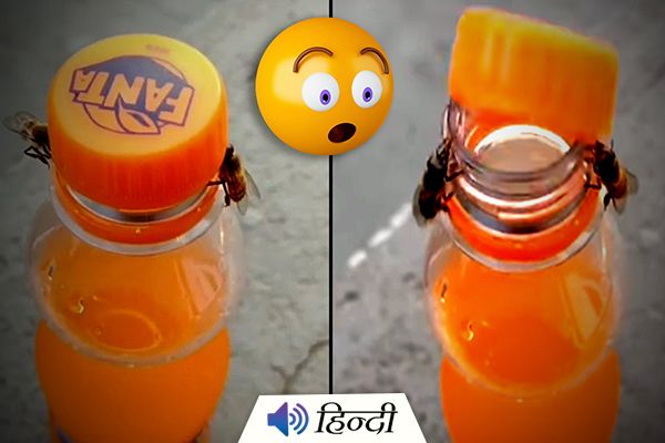 2 Bees Opening a Bottle Has Internet Stunned