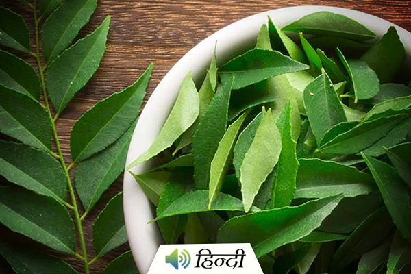 Reasons Why You Should not Throw Away Curry Leaves