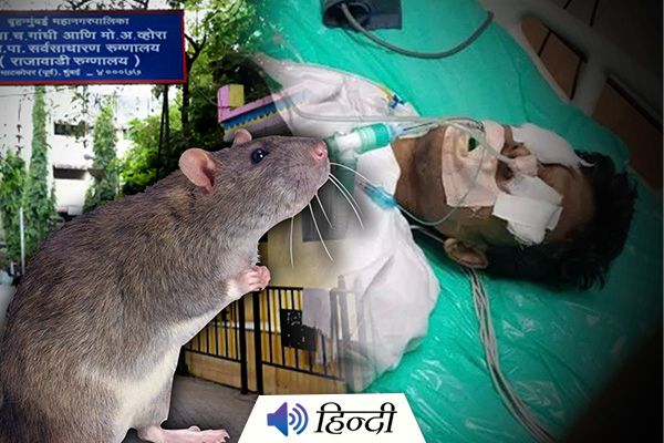 Man Bitten By Rat Dies at Rajawadi Hospital in Mumbai