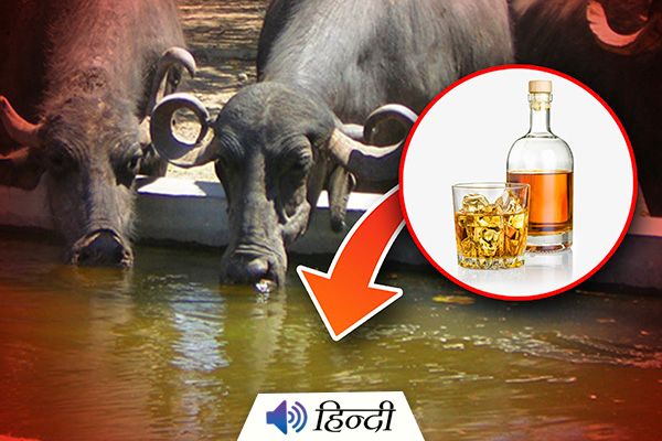 Buffaloes Get Drunk in Gujarat, Farmers Arrested