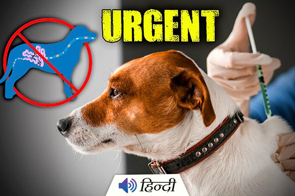 Parvovirus Infection Spread Among Chennai Dogs