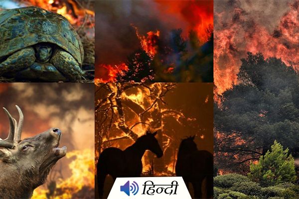 6 Die in Deadly Turkey Wildfires