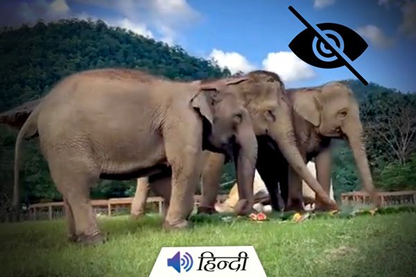 Elephant Helps Guide Blind Elephant Towards Food