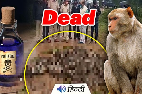 Youth Thrash & Poison 30 Monkeys to Death