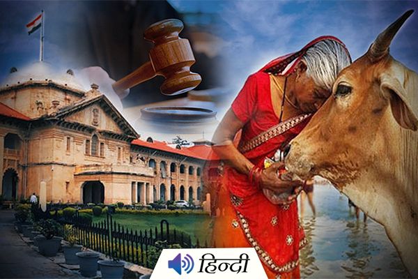 Allahabad HC: Declare Cow as the National Animal