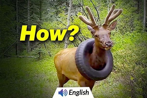 Elk Had Tyre Stuck Around its Neck for 2 Years