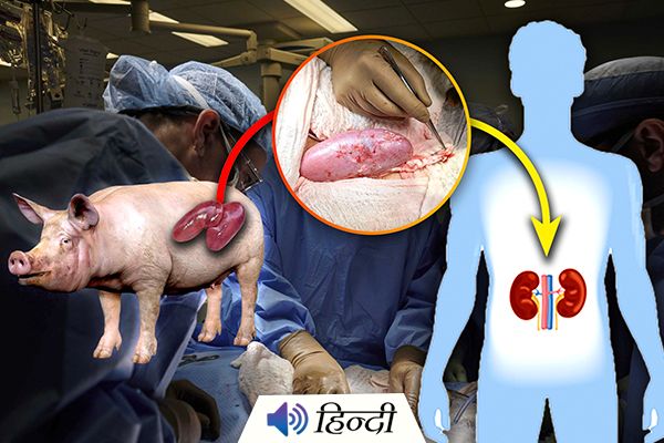 USA Doctors Put Pig Kidney in Human