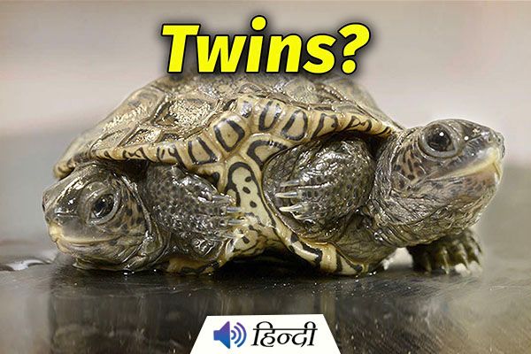 Rare Diamondback Turtle Born With 2 Heads And 6 Legs