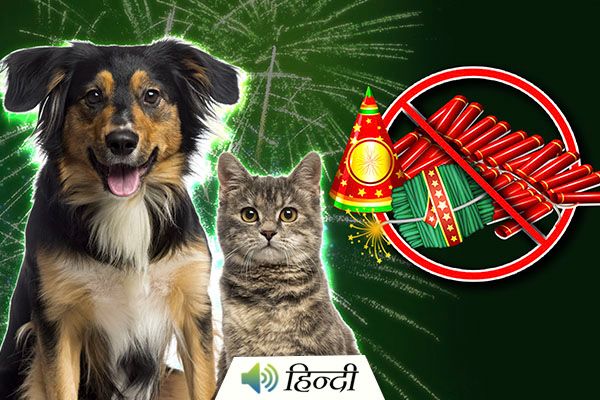 Caring for Dogs During Diwali