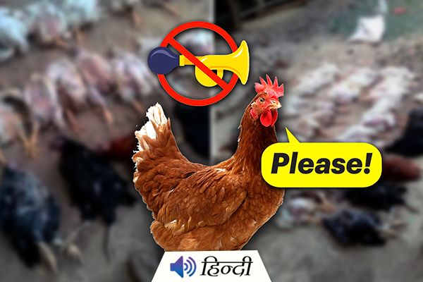Man Alleges 63 Chickens Died Of Loud Noise