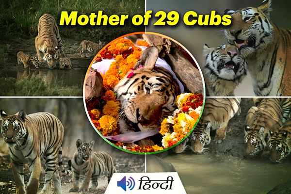 Collarwali Tigress Dies In Pench Tiger Reserve
