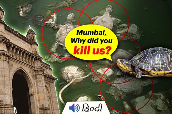 Dozens Of Turtles Die In Suspected Poisoning Near Mumbai