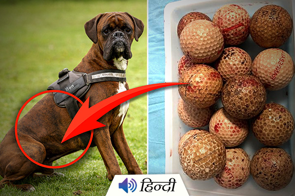 Dog Swallowed 16 Golf Balls And Than Lost His Taste
