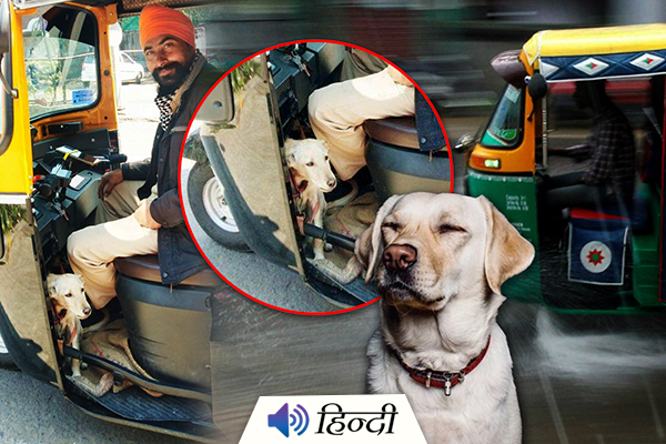 Auto Driver Takes His Pet Dog to Work Everyday