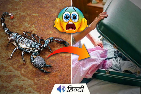 Woman Discovered 18 Scorpions in Her Suitcase After Vacations