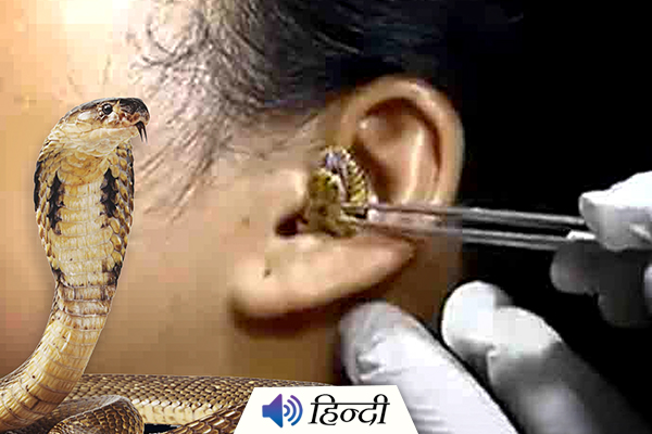 Viral Video: Snake Stuck Inside Woman’s Ear