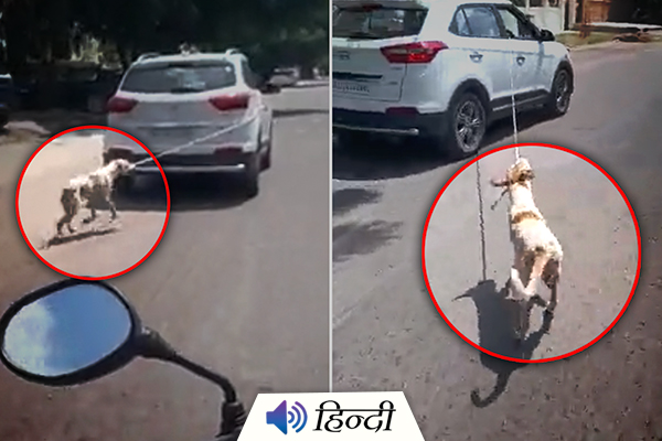 Doctor Drags Dog Chained to Car on Road
