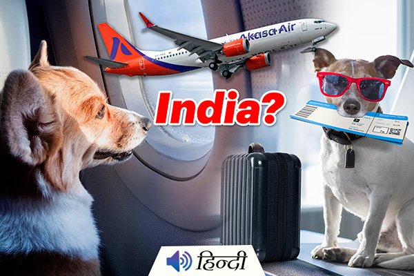 Will Airlines Allow Pets Inside the Flight?