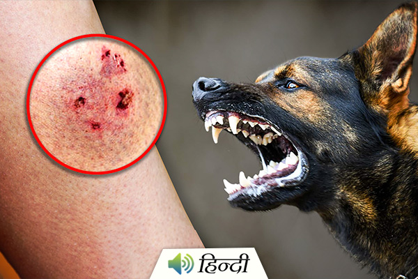 How to Deal With a Dog Bite?