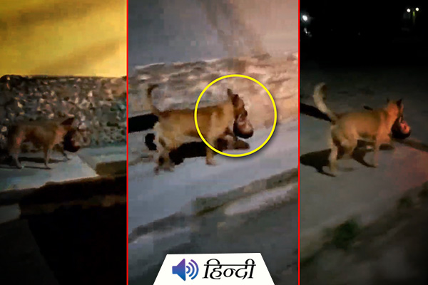 Mexico: Dog Spotted Running With Human Head
