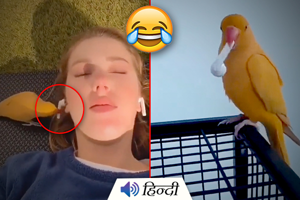 Viral: Bird Steals EarPods & Refuses to Return It